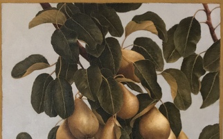 <strong>Pears, leaves  </strong> <span class="dims">24X20"</span> oil on linen